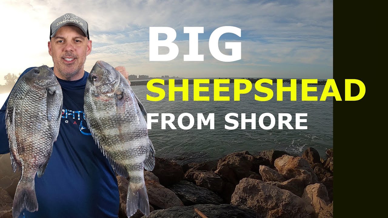 Venice Jetties: Sheepshead Bait OUTFISHED All 