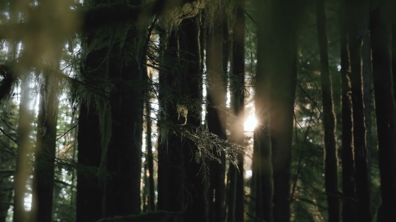 A 60-second meditation to reset your entire body.