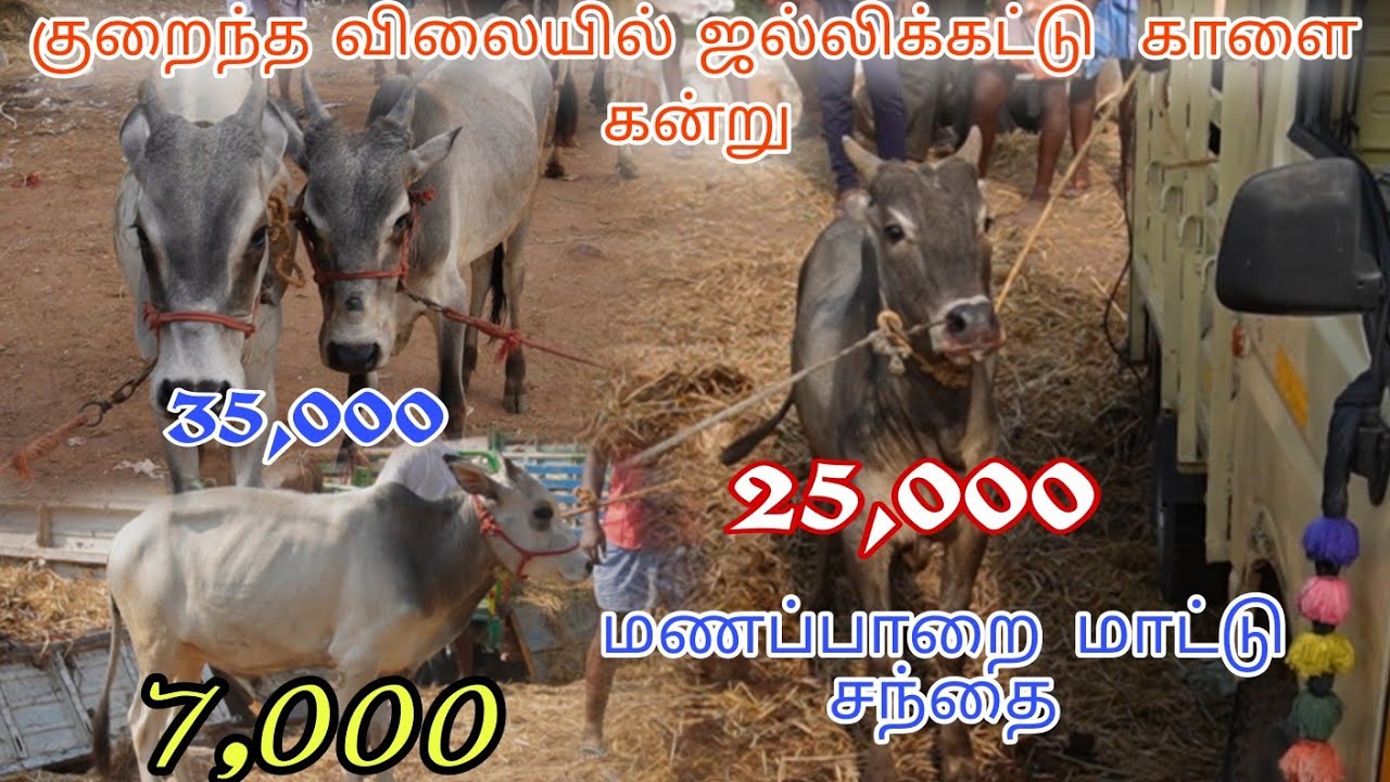இந்த வாரம் தரமான ஜல்லிக்கட்டு காளை கன்றுகள் 