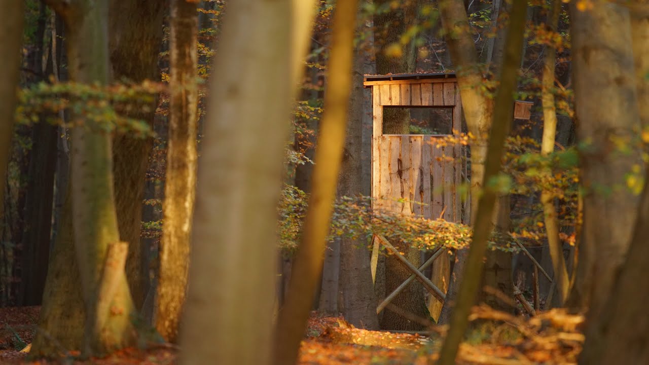 Naturschutz konkret: Jagd