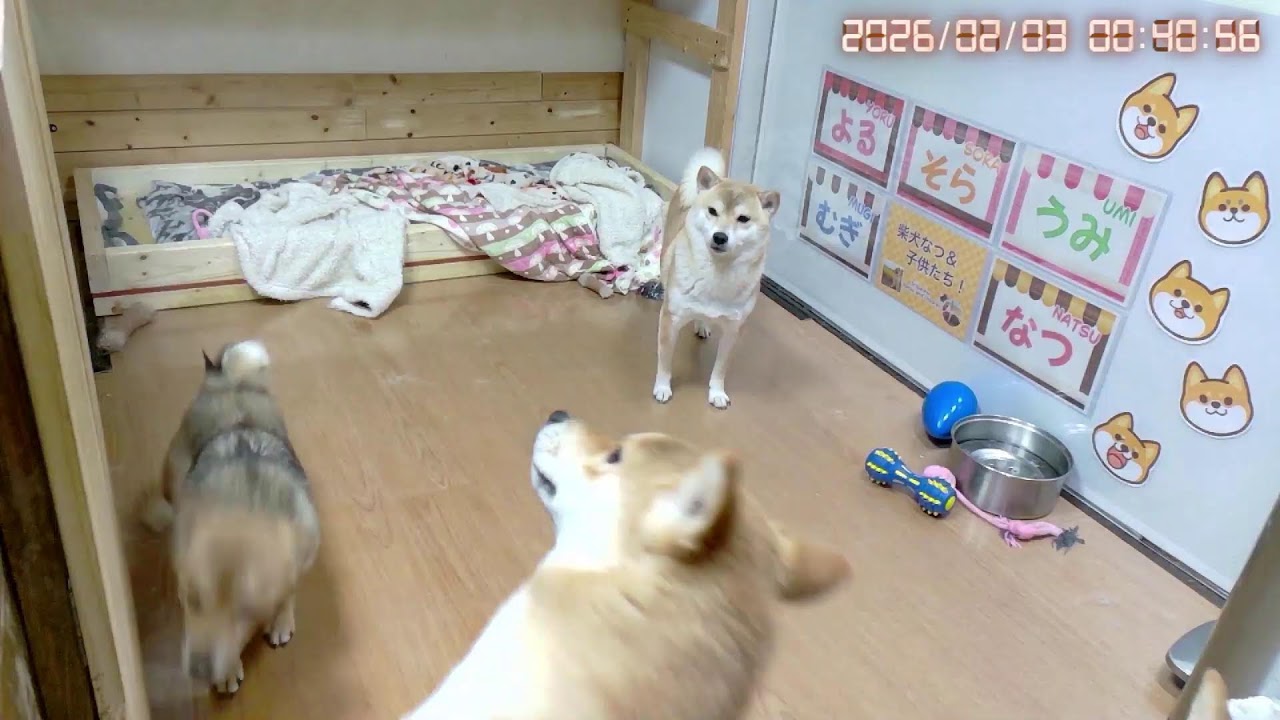柴犬なつファミリー生配信【生後1歳＋146日】柴犬の可愛さは無限大！