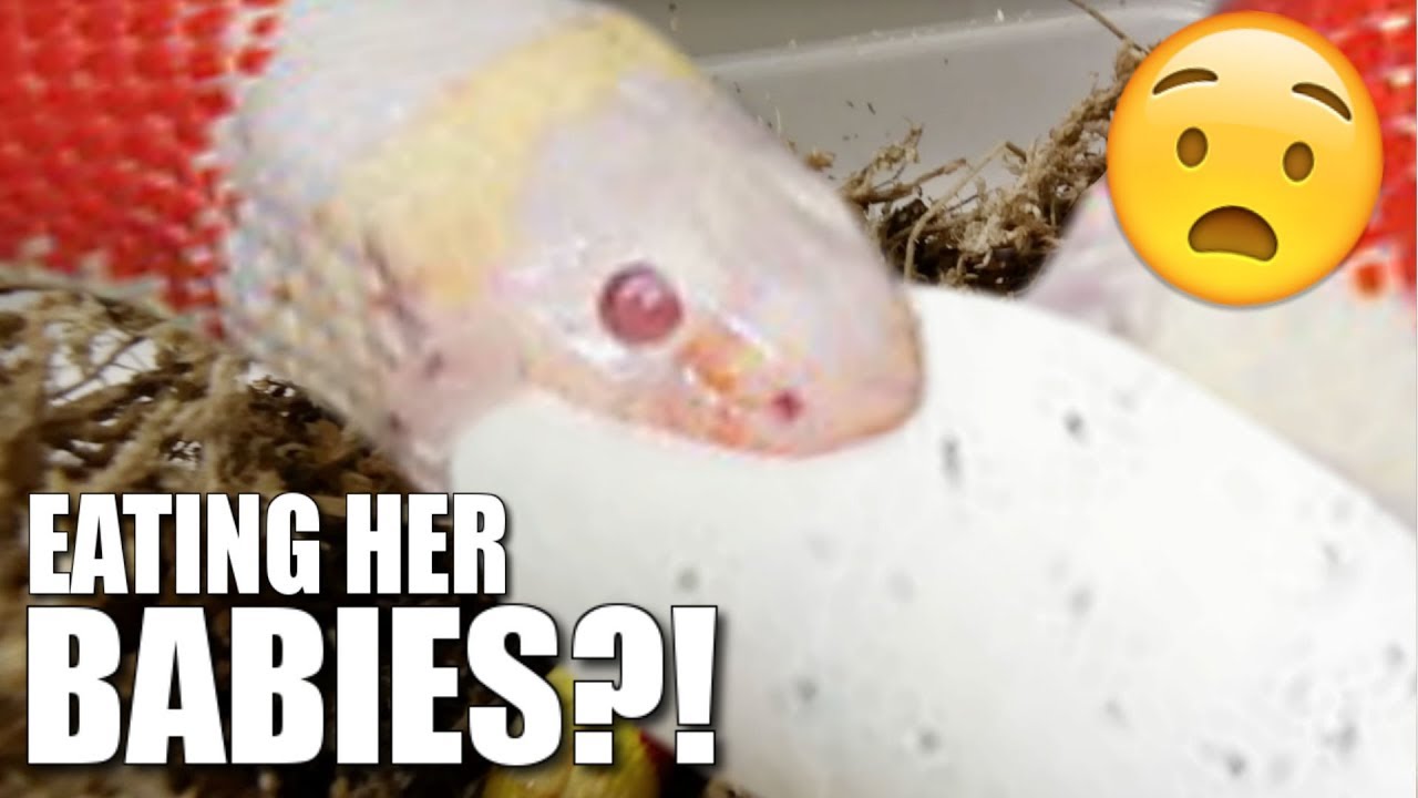 MOM SNAKE EATS HER OWN SNAKE EGGS!! WOW!! | BRIAN BARCZYK