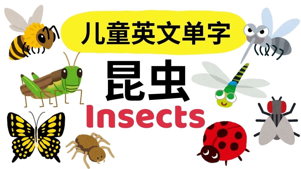 Learn Insects in English & Chinese | Butterfly, Bee, Ant  | 幼儿英文单词｜昆虫词汇 | Bilingual Vocabulary for K