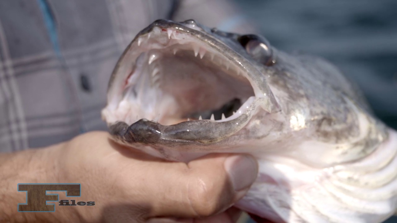 Do Fish Feel Pain? | Shimano Advocacy
