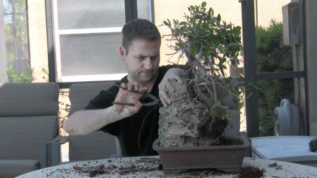 How To Bonsai - Create Root Over Rock