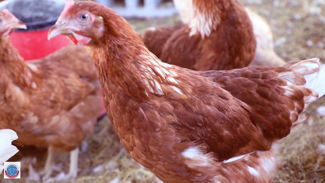 kominikeeshinii Magaalaa Adaamaa Inisheetivii Horsiisa Lukkuu fi Horii Annanii magaalaa Adaamaa