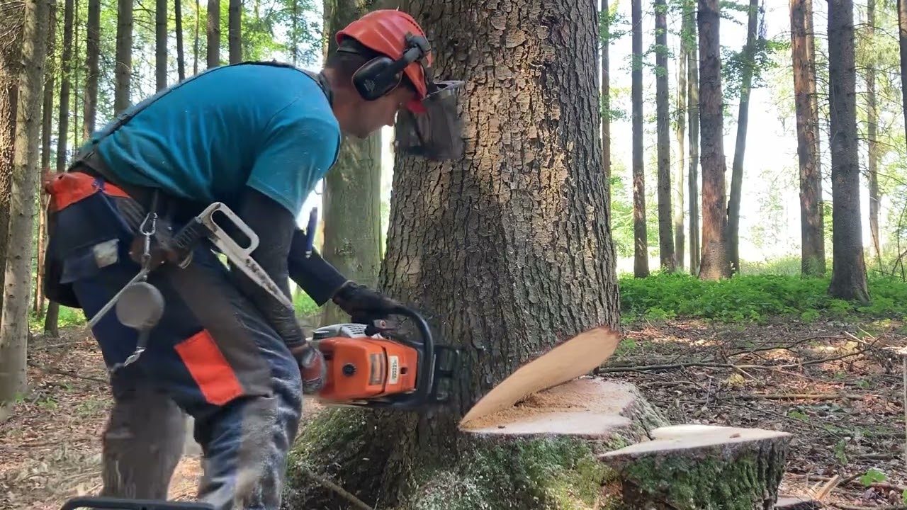 Kácení jedle 4,79m3 - Stihl MS 660