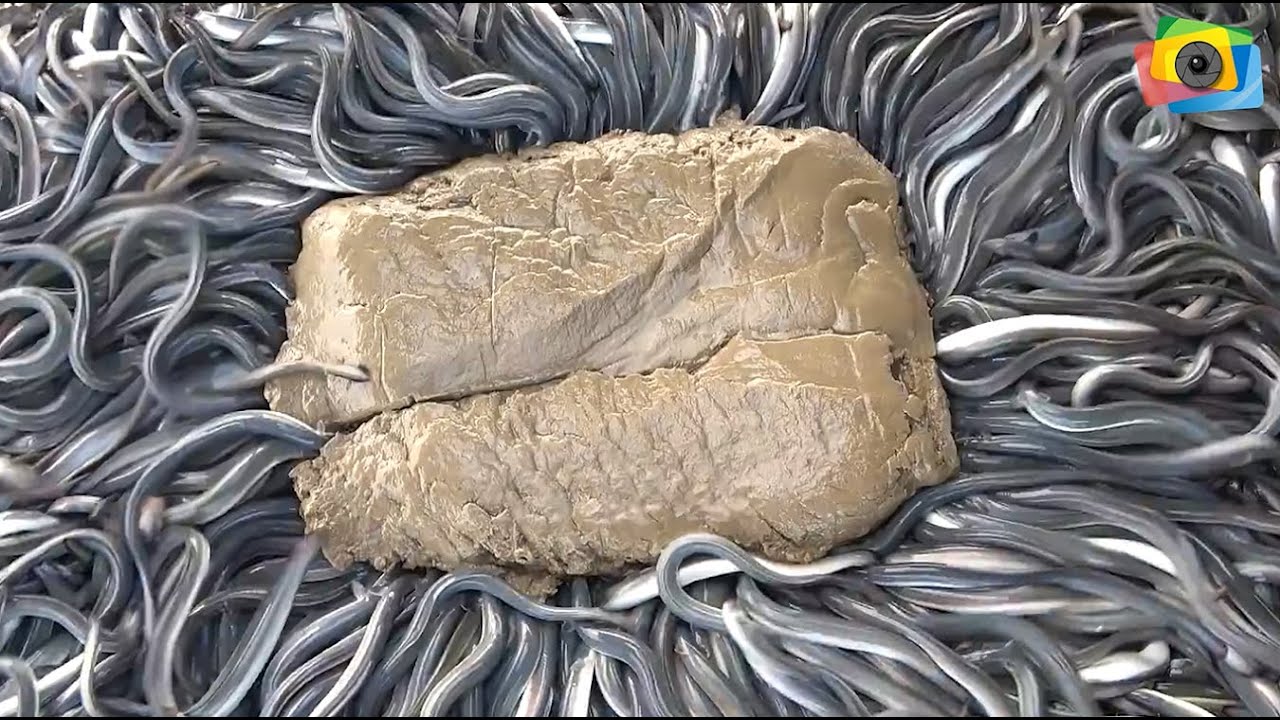 EELS eating FISH POWDER MIX and VITAMINS