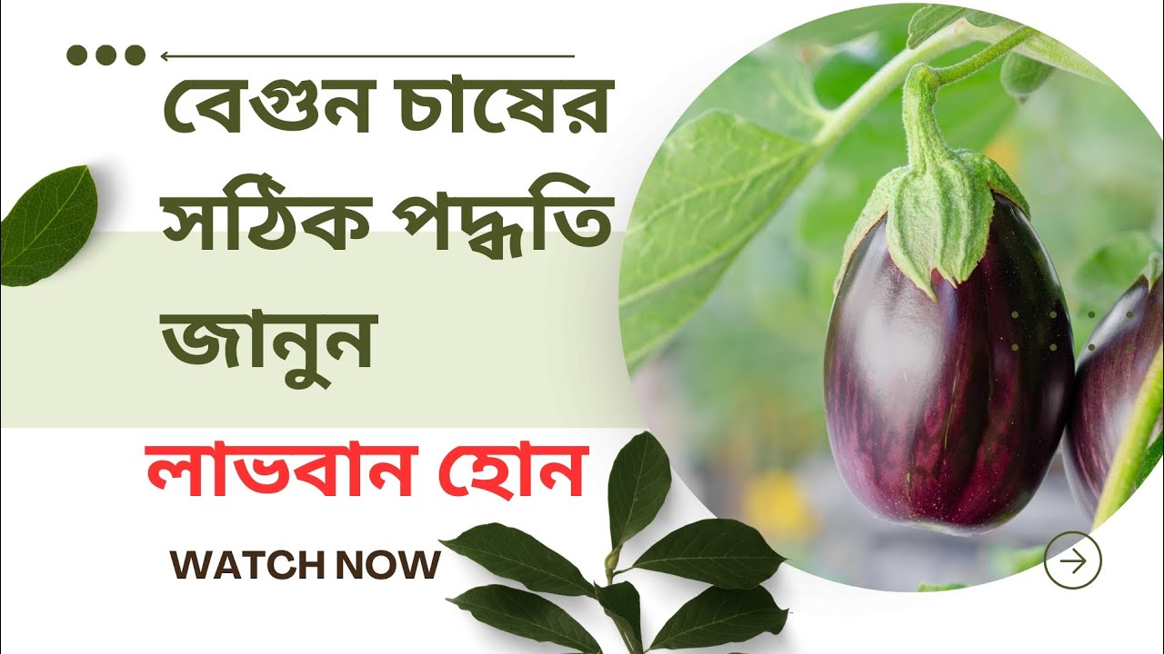 বেগুন চাষের সঠিক পদ্ধতি | #agriculture #বেগুনচাষ