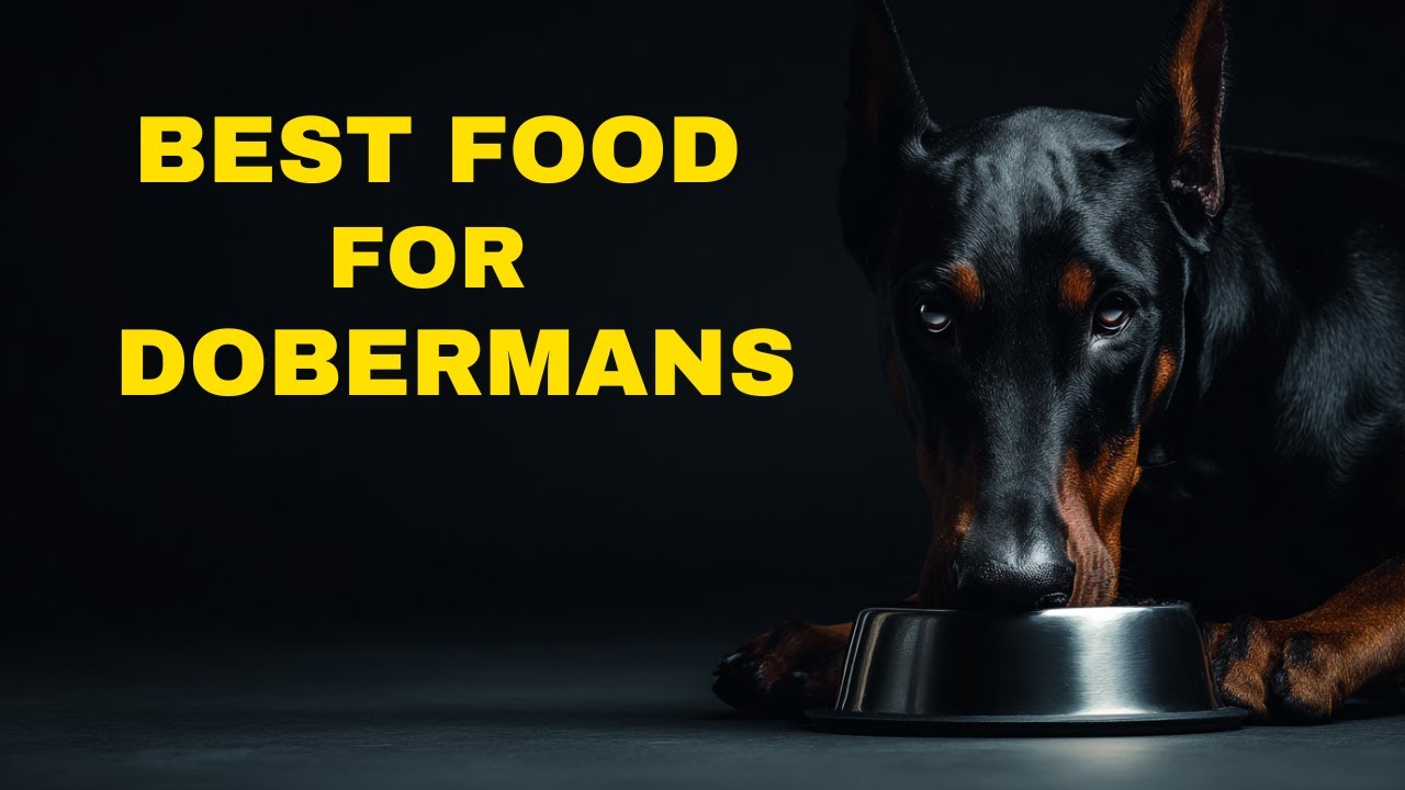 Why Most Doberman Owners Feed Their Dogs The Wrong Food