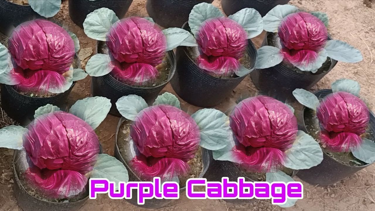 How to Grow Purple Cabbage in Pots at Home, Seeds to Harvest Easy for Beginners