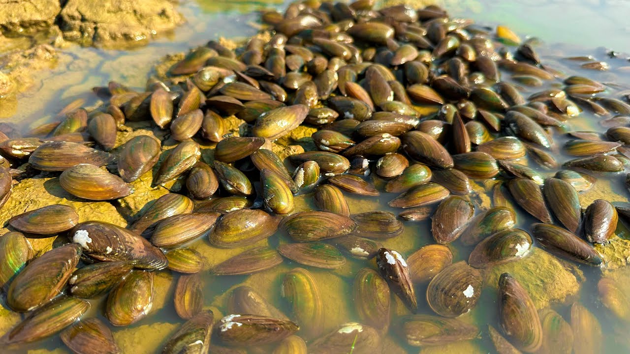 Amazing fishing ! Today, fisherman found lot of small clams 