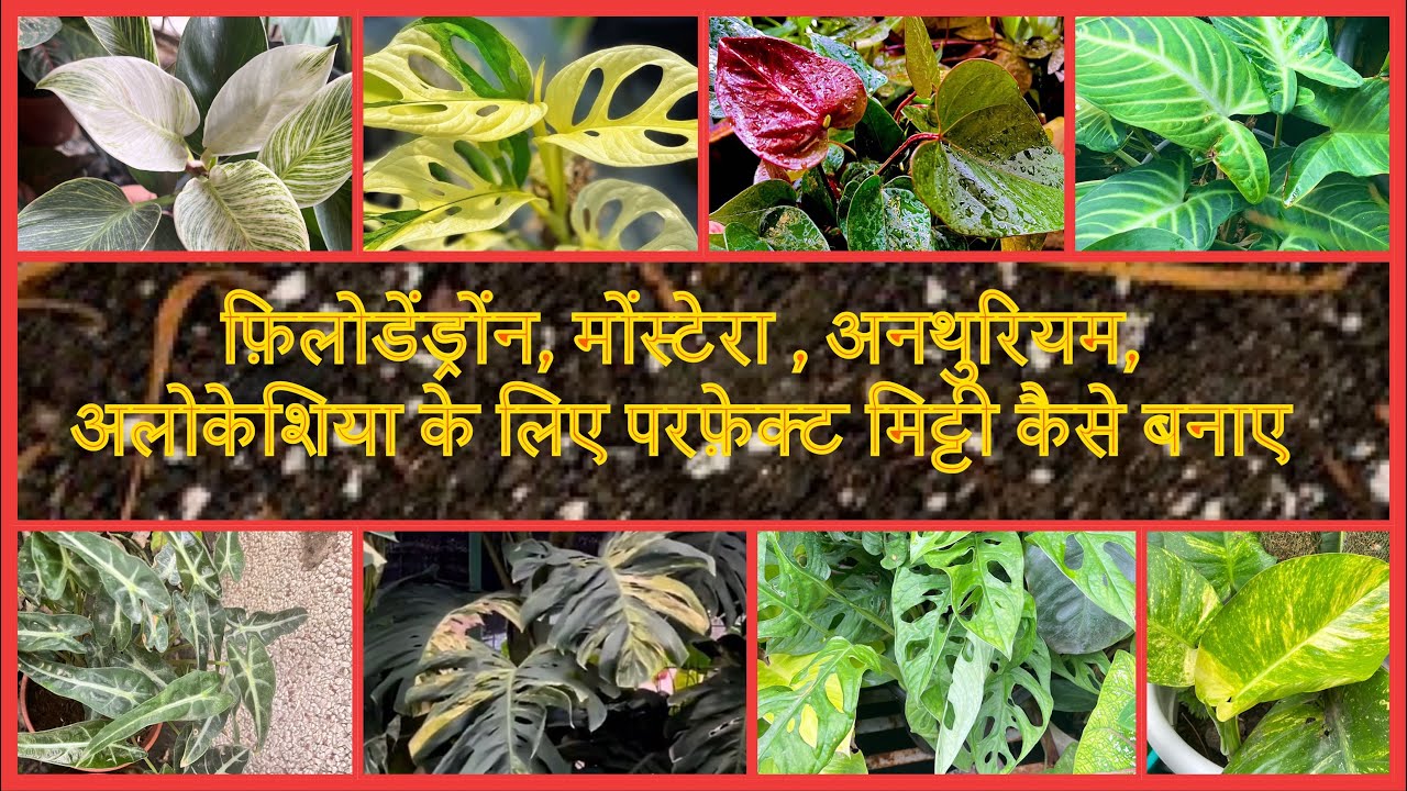 How to make perfect aroid soil mix फ़िलोडेंड्रोंन,मोंस्टेरा,अनथुरियम,अलोकेशिया के लिए बेस्ट मिट्टी