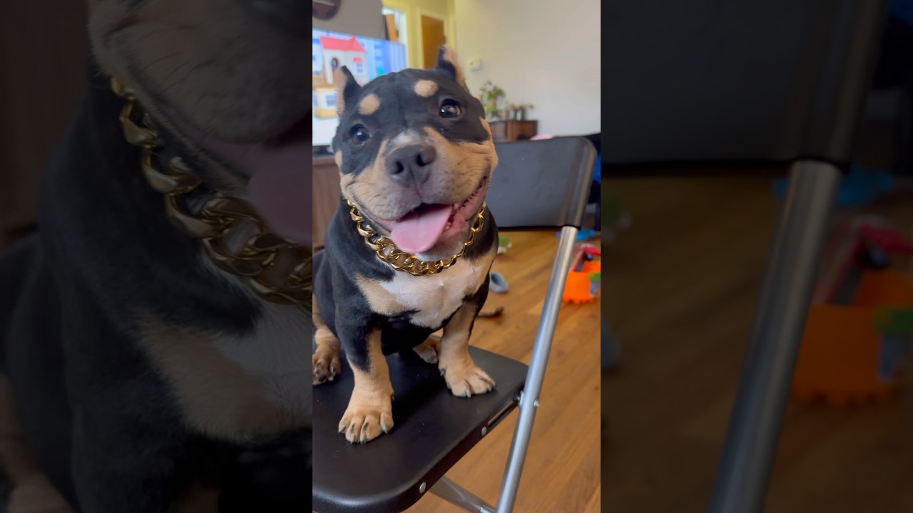 Pocket Bully Puppy sitting proud with her gold chain. 