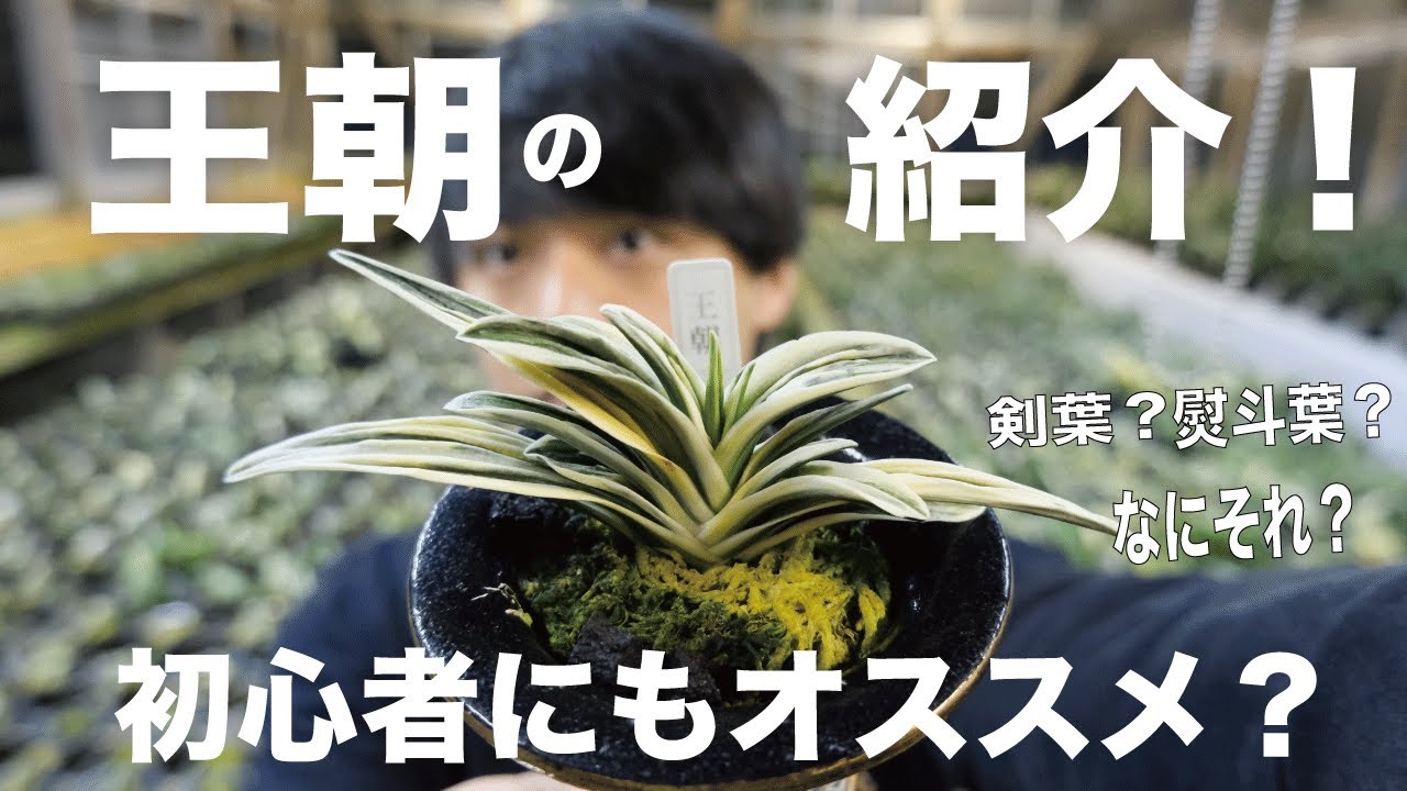 おもとの品種紹介「王朝」編！ /全国大会１位がおもとを解説！