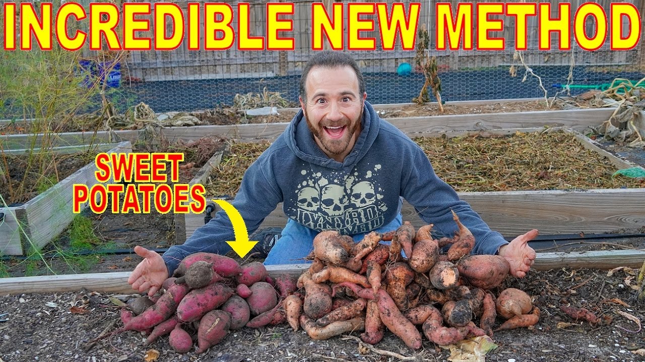 This REVOLUTIONARY Way Of Curing SWEET POTATOES Changes Everything!