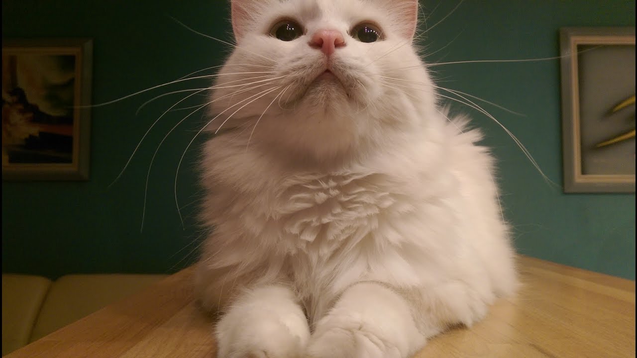 Обзор моего БЕЛОГО КОТА:)