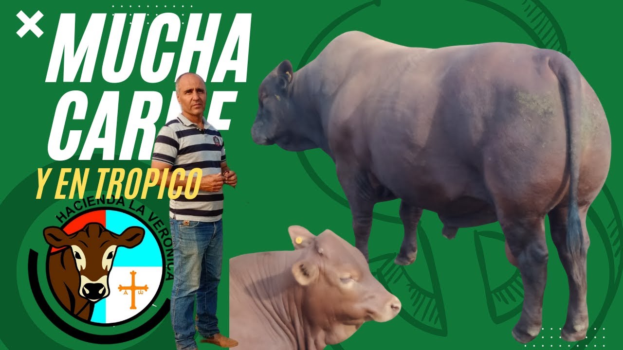 EL TAURINO TROPICAL PARA CARNE