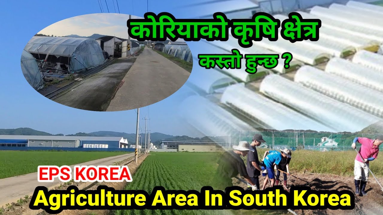 कोरियाको कृषि क्षेत्र | Korea Agriculture Work | Agricultural Work In Korea | Sushil Lama