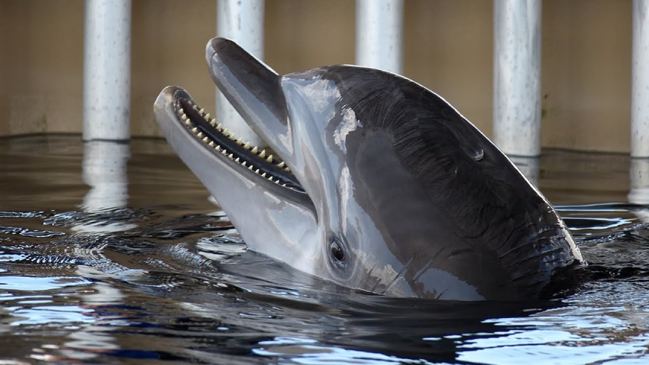 Delfinarij na Crnom moru Beluga kit, dobri delfini, foke, morski lavovi. Выступление дельфинов Утриш