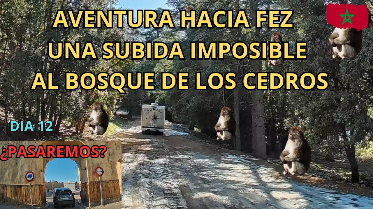 🇲🇦 BOSQUE DE LOS CEDROS 🐒 | IFRANE | #12 MARRUECOS por LIBRE en AUTOCARAVANA by MILLANEANDO 🚐