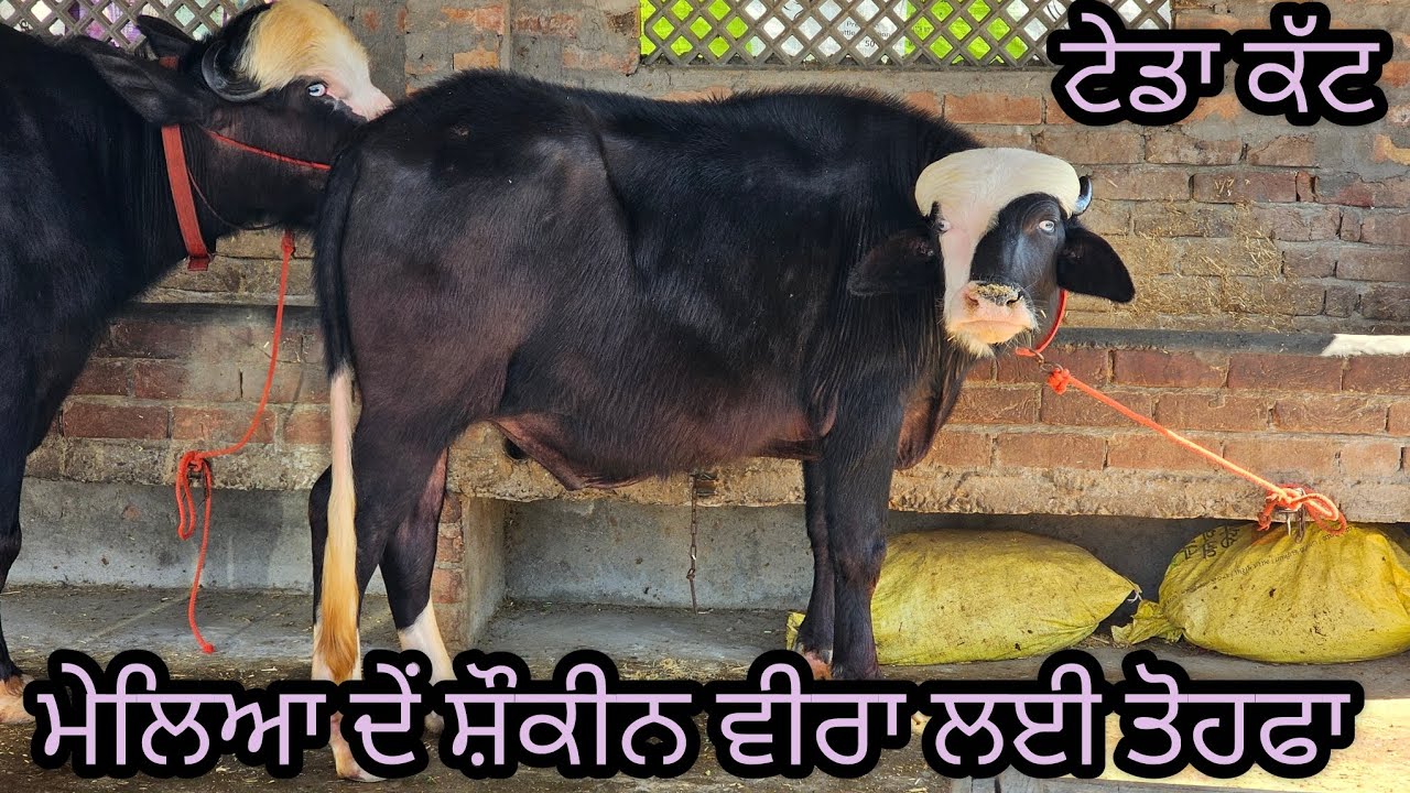 ਧਰਮੇਂ ਲੁਹਾਰ ਬਾਈ ਕੋਲ ਦੋ ਨੀਲੀ ਰਾਵੀ ਦੇਂ ਕੱਟੇ ਪੁਰੇ ਰਿਕਾਂਰਡ ਨਾਲ ਟੇਡੀ ਧਾਰੀ ਜਿੰਨੇ ਇੱਕ ਵਾਰ ਦੇਖਿਆ ਦੇਖਦਾ ਰੈਜੂ 
