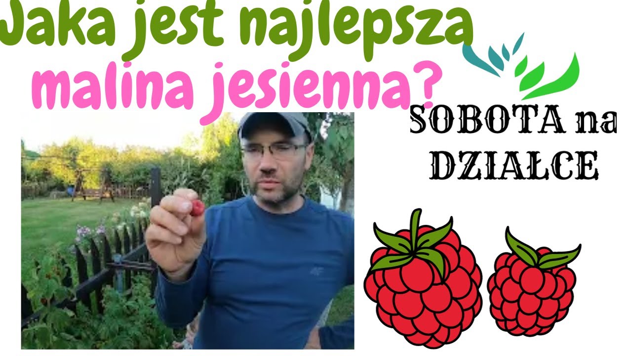 Najlepsza odmiana malin jesiennych😋