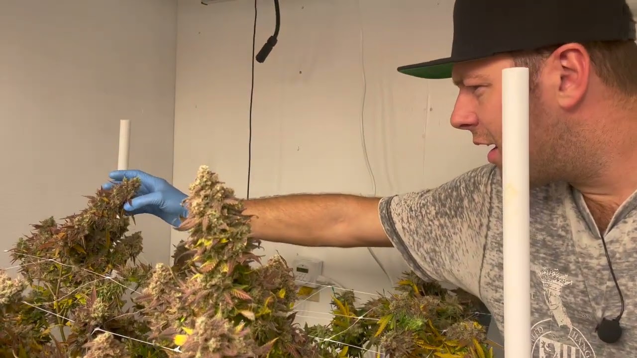 Harvest Day - Gavita 1700e vs Flexstar vs Mars Hydro vs Phantom Photobio