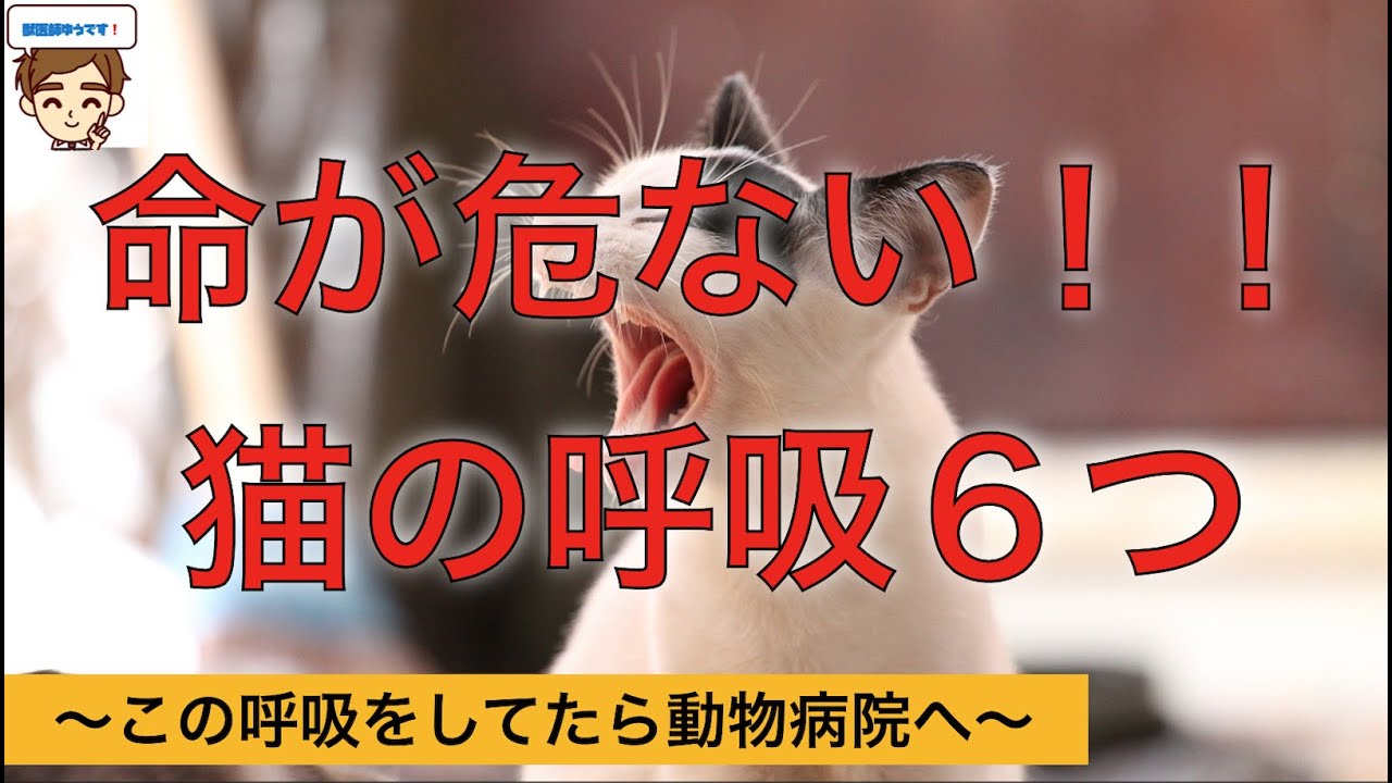 【獣医が教える】命が危ない！！猫の呼吸６つ〜この呼吸をしていたらすぐに動物病院へ〜『頻呼吸、起坐呼吸、鼻翼呼吸、開口呼吸、努力呼吸、セキ』