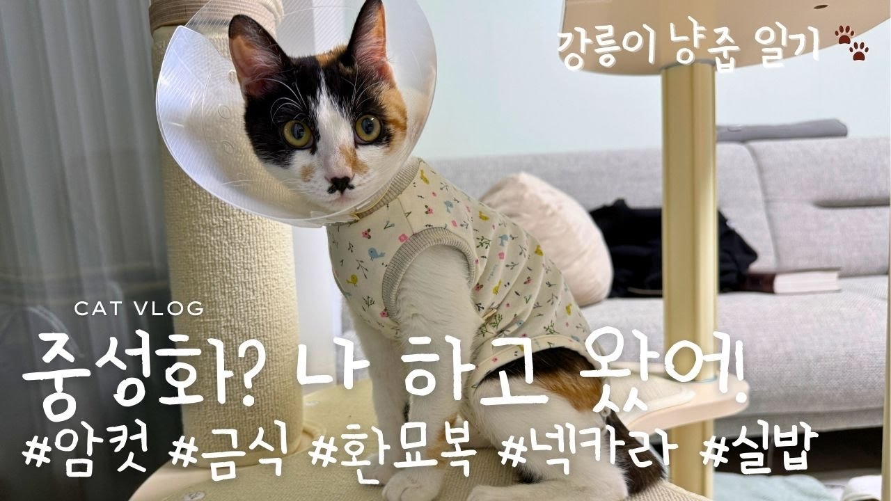강릉이 냥줍일기, 오고야 말았다. 중성화