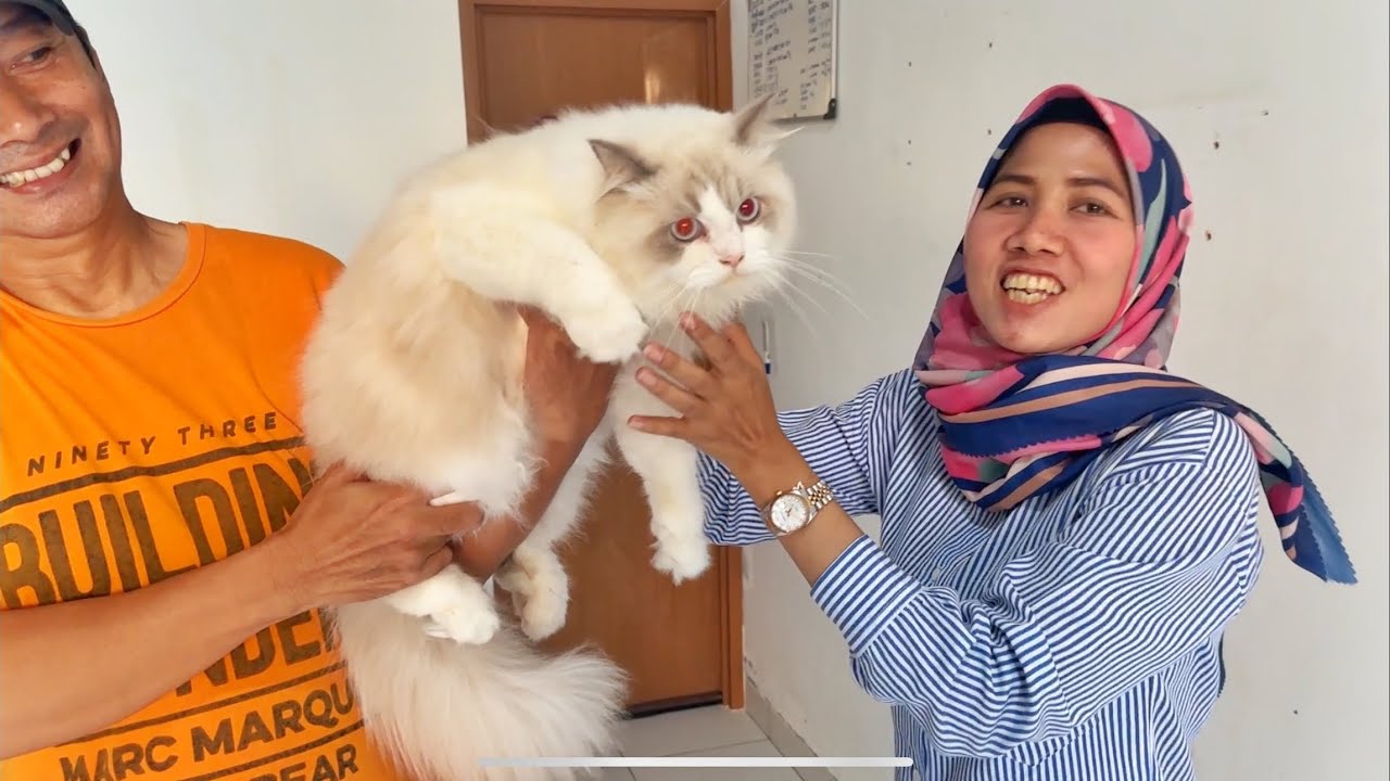 Gudangnya Kucing Ragdoll‼️😻🥳 #ragdolls #kucingragdoll #kucinglucu #kucing
