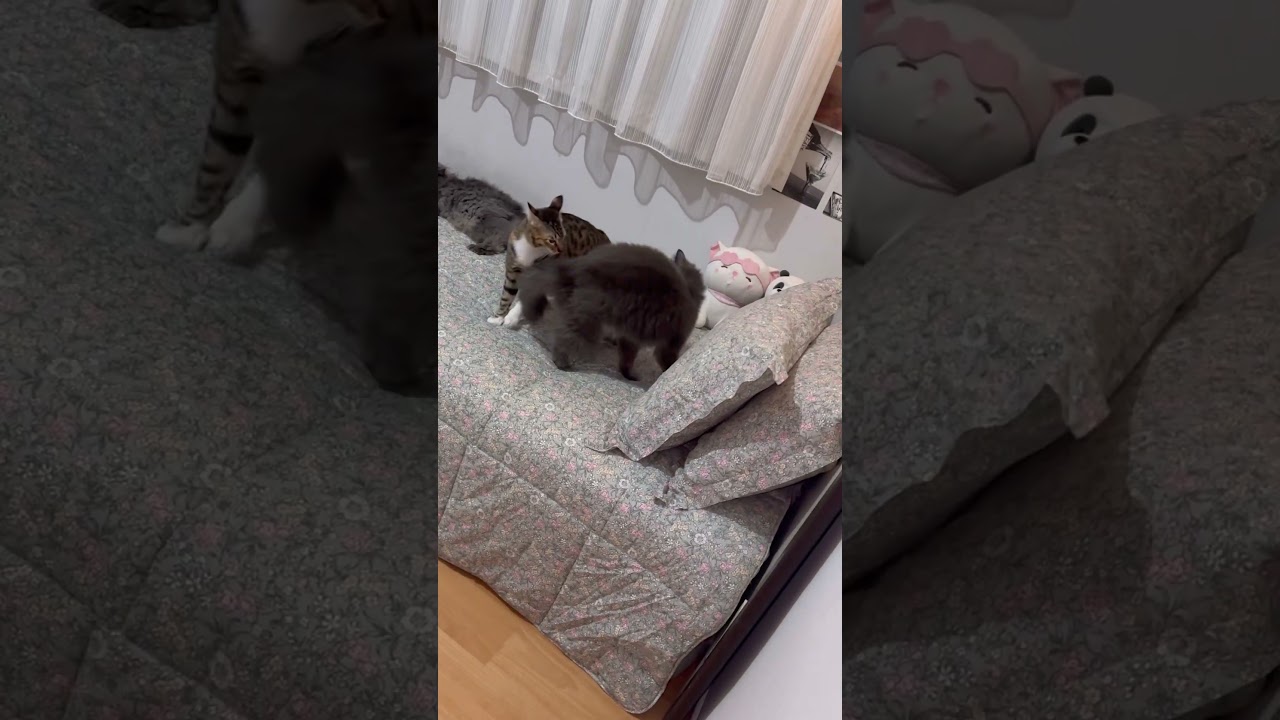 🥰🤣