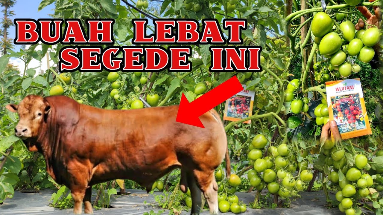 LIMOSIN F1‼️ tomat super dikelasnya tahan cuaca extrem dan virus