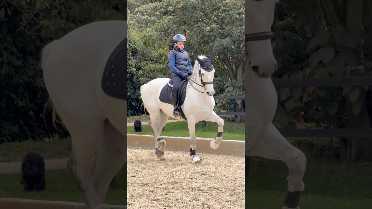 11 year old ridding top PRE horse 🐴 