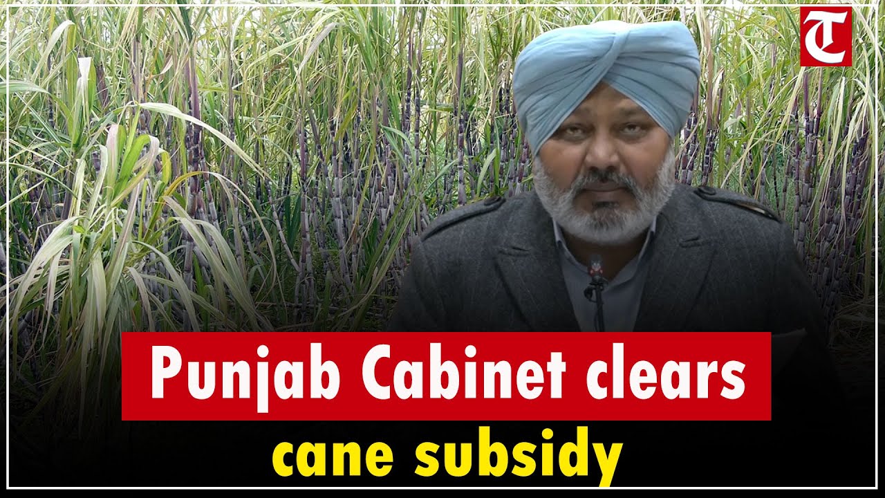 Punjab Cabinet Clears Cane Subsidy, Sets Highest Sugarcane Price at Rs 68.5 per Quintal