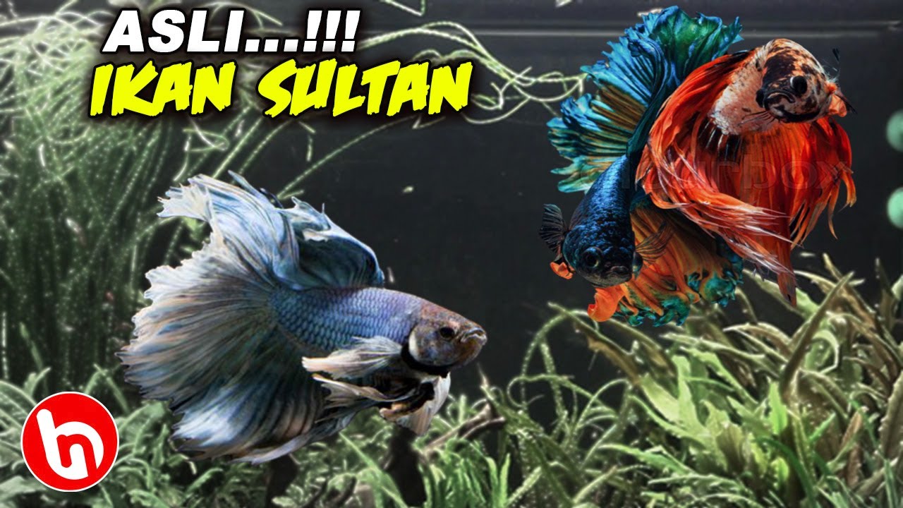 CUMAN SULTAN yang Mampu Beli! Inilah Ikan Cupang Termahal dengan Warna Paling Eksotis di Dunia