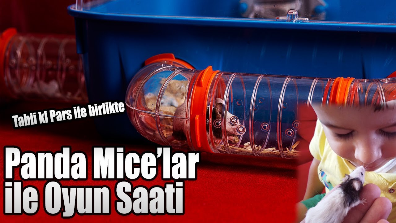 Panda Mice'lar ile Oyun Vakti - Yeni Kafes Ferplast Combi 2