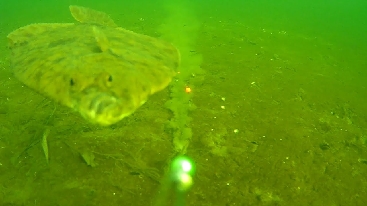 Angeln mit Buttlöffel auf Plattfisch. Aufnahmen mit der Waterwolf 2.0 23.11.  24