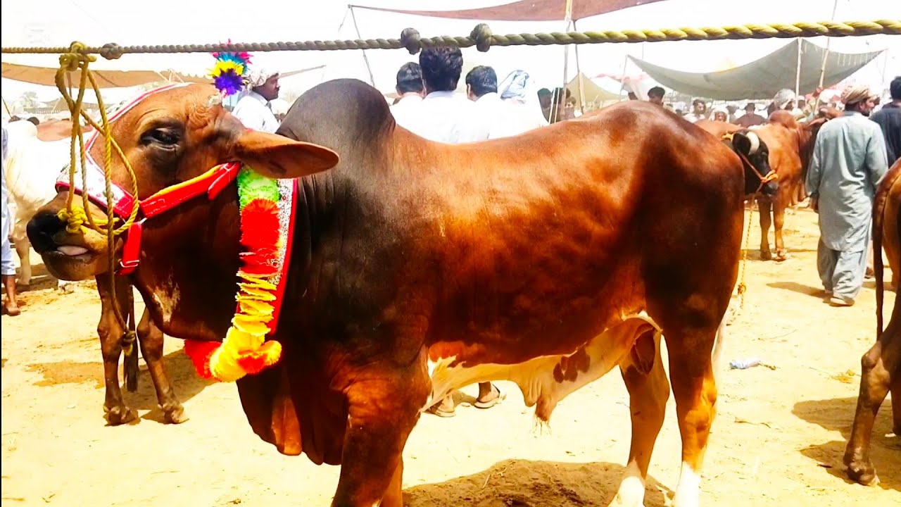 2025 قربانی کے بچھڑے  ٹھٹھ گاھرہ  مویشی منڑی کی تازہ ترین صورت حال #buffalo  #cow  #farming