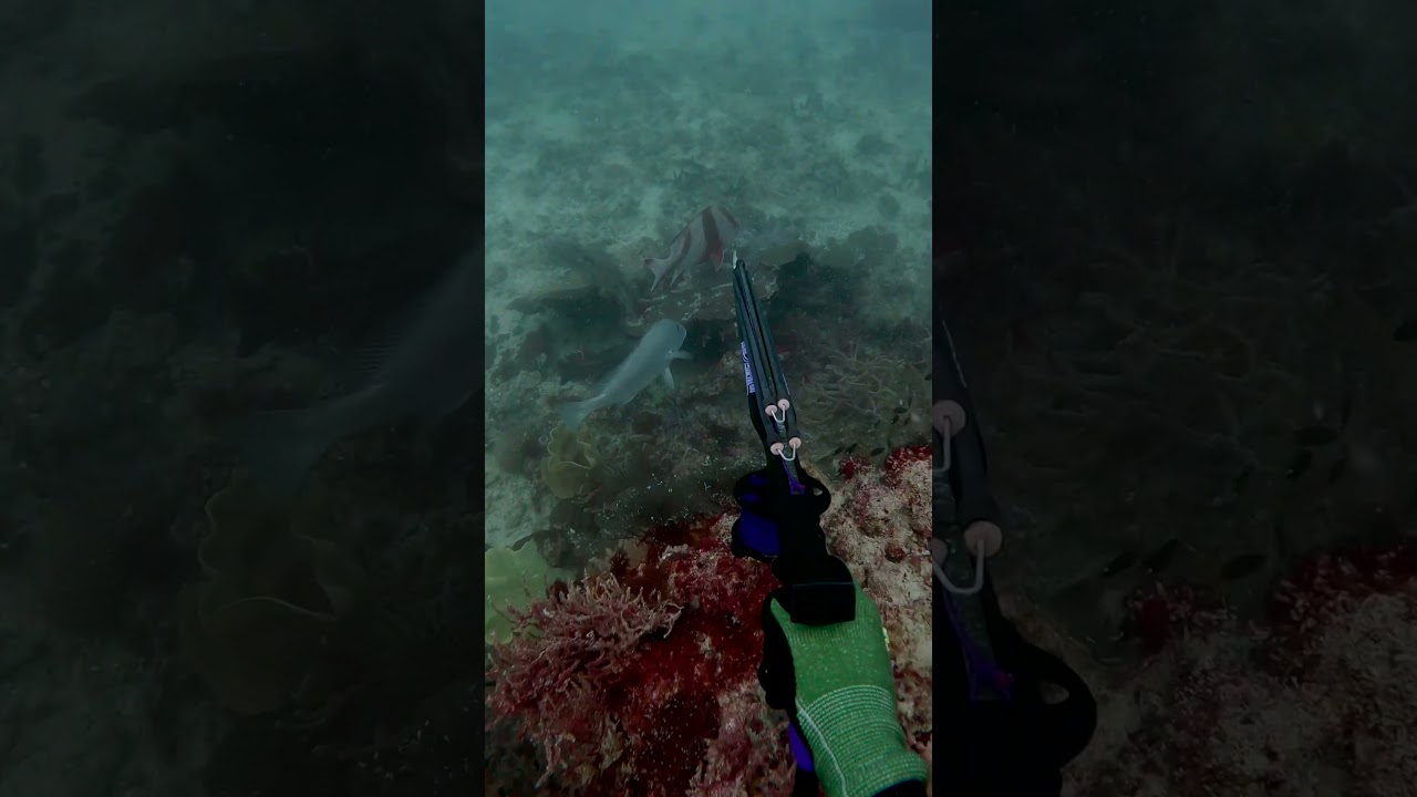 Name a more satisfying feeling, I'll wait... #spearfishing #redemperor