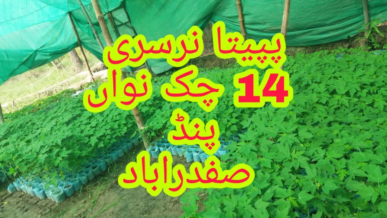 Papaya in Punjab, پپیتے کی نرسری کے متعلق معلومات