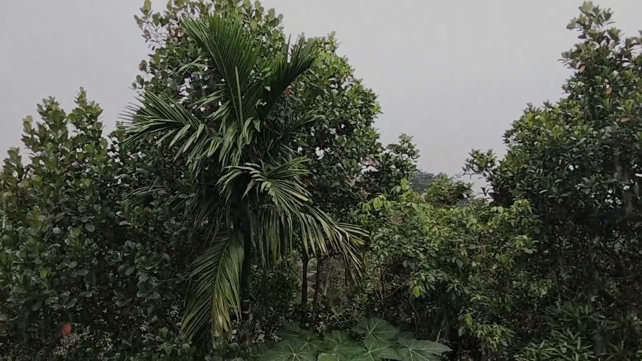 enjoy the sounds of rain and thunder | rain sounds