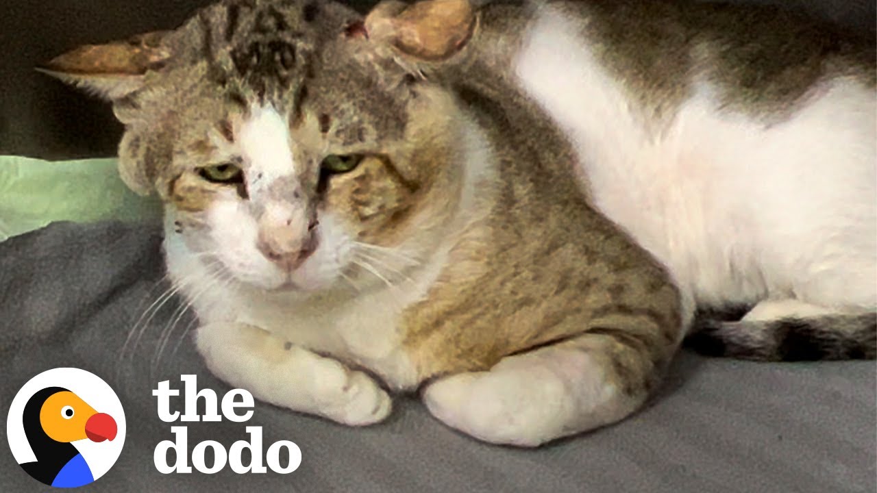 Грустный кот из приюта учится доверять приёмным братьям и сёстрам | The Dodo