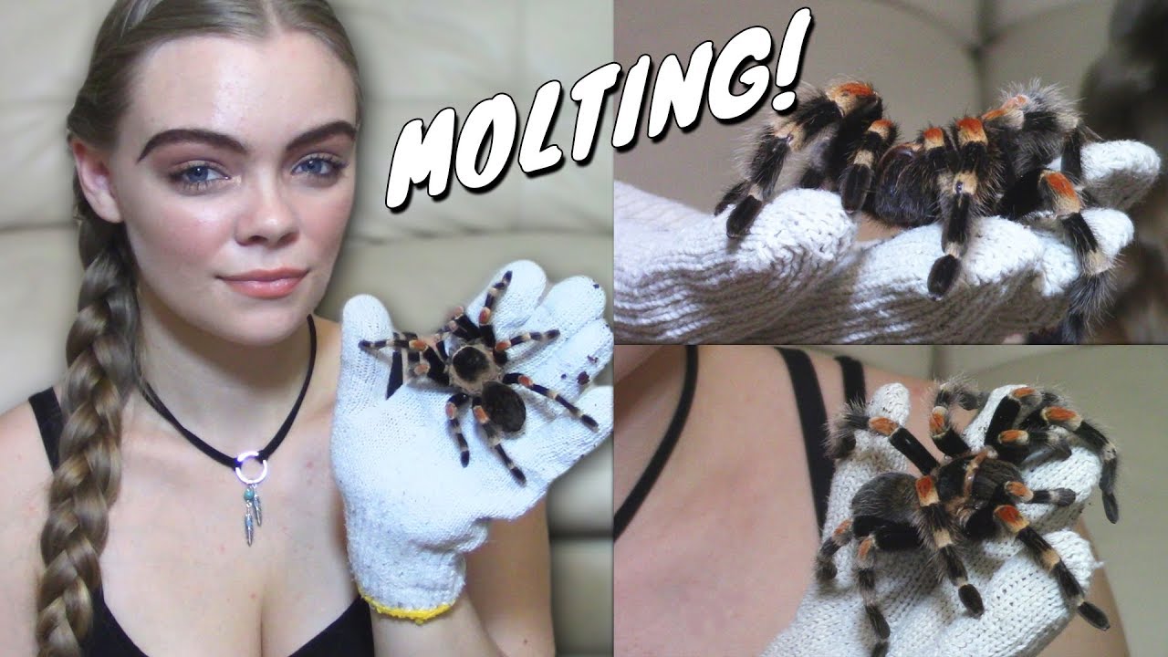 TOP 5 IMPORTANT TIPS ON MOLTING WITH PET TARANTULAS!