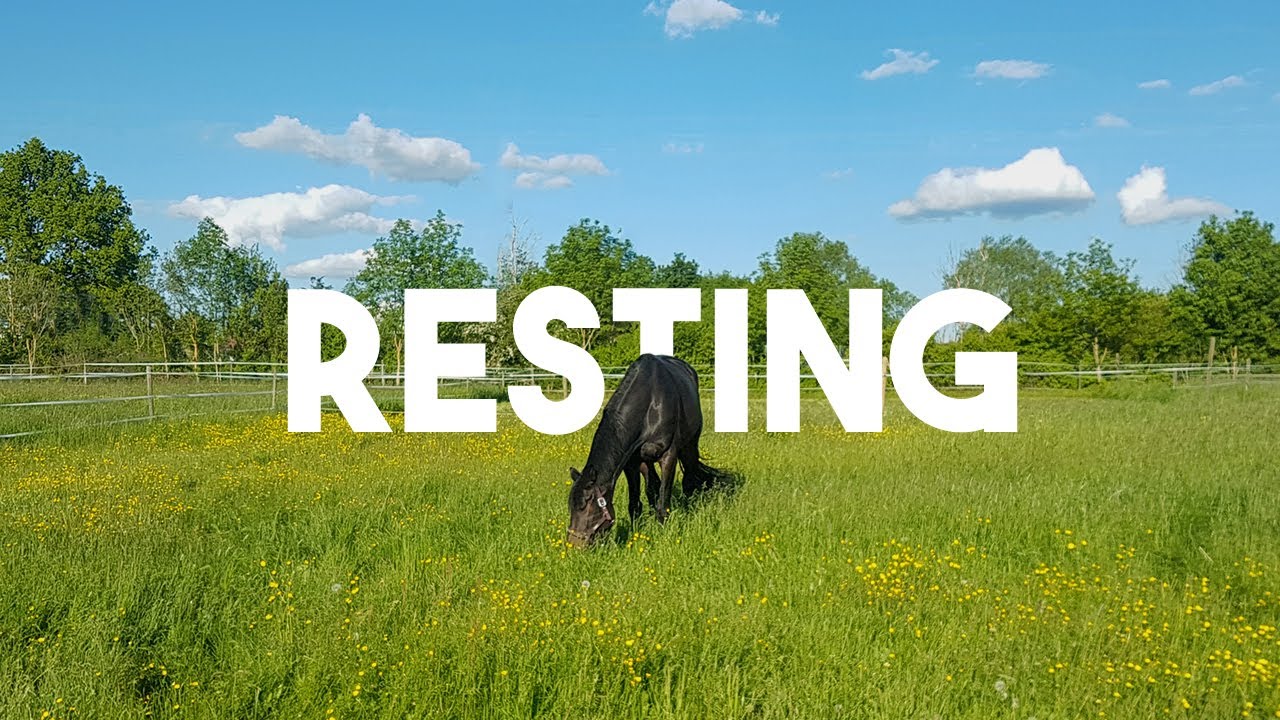 Horsed - Resting