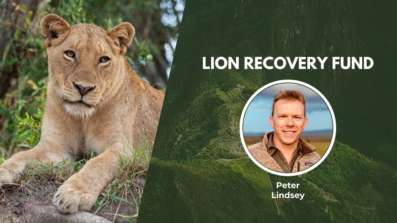 Securing a Future for Lions | Wildlife Conservation Expo