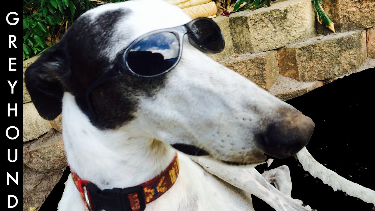 GREYHOUND DOG BREED - facts about Greyhound Breed - a tutorial by Cooking For Dogs