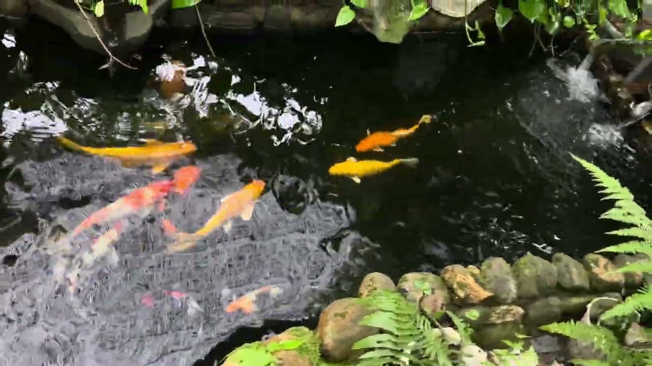 Cá Koi đẹp tuyệt vời