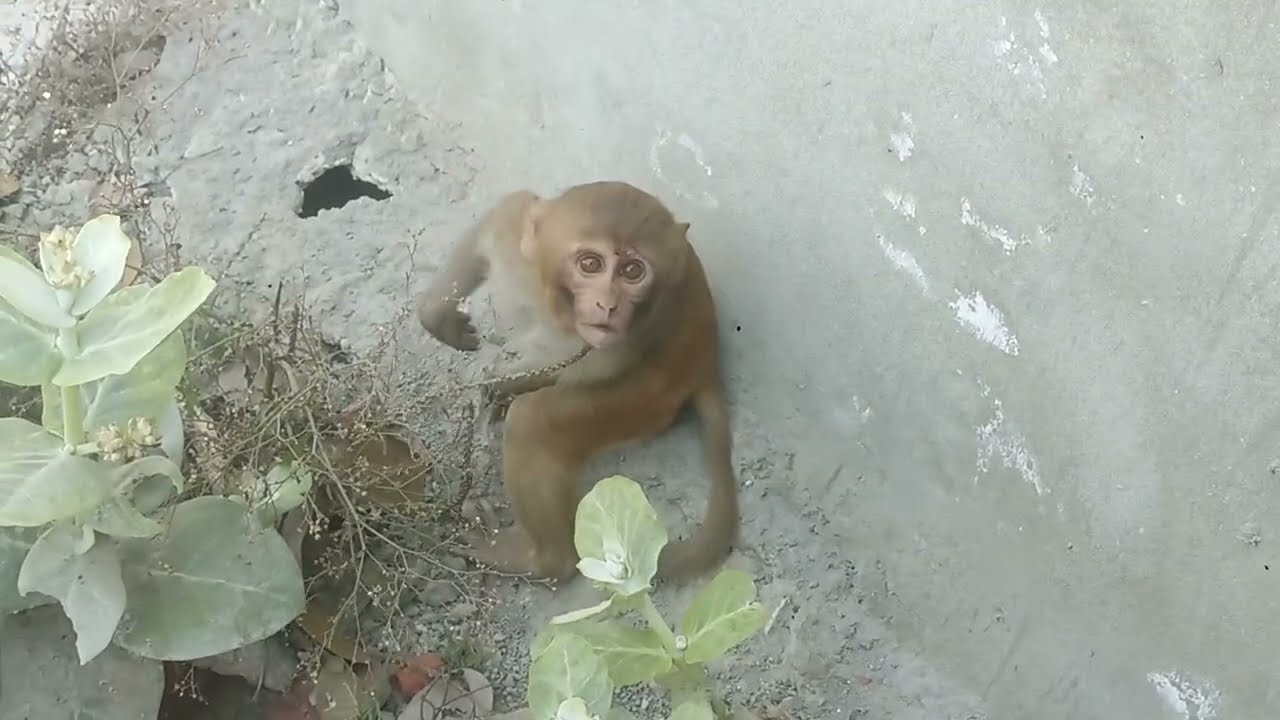 आज कहां फंस भाई 🌌🐒🤣 #monkey #monkeyvideo #funny #viralvideo 