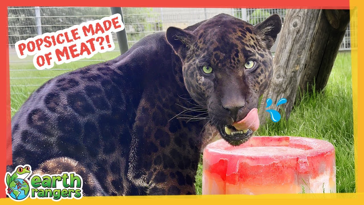 Rescued Jaguar Eats Popsicles Made of Meat?! | Earth Rangers